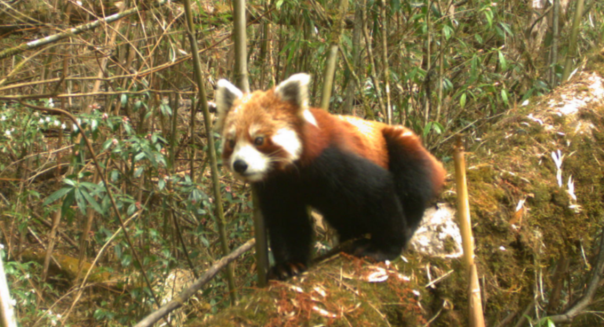 ‘Signs' of a Shift Toward Red Panda Stewardship