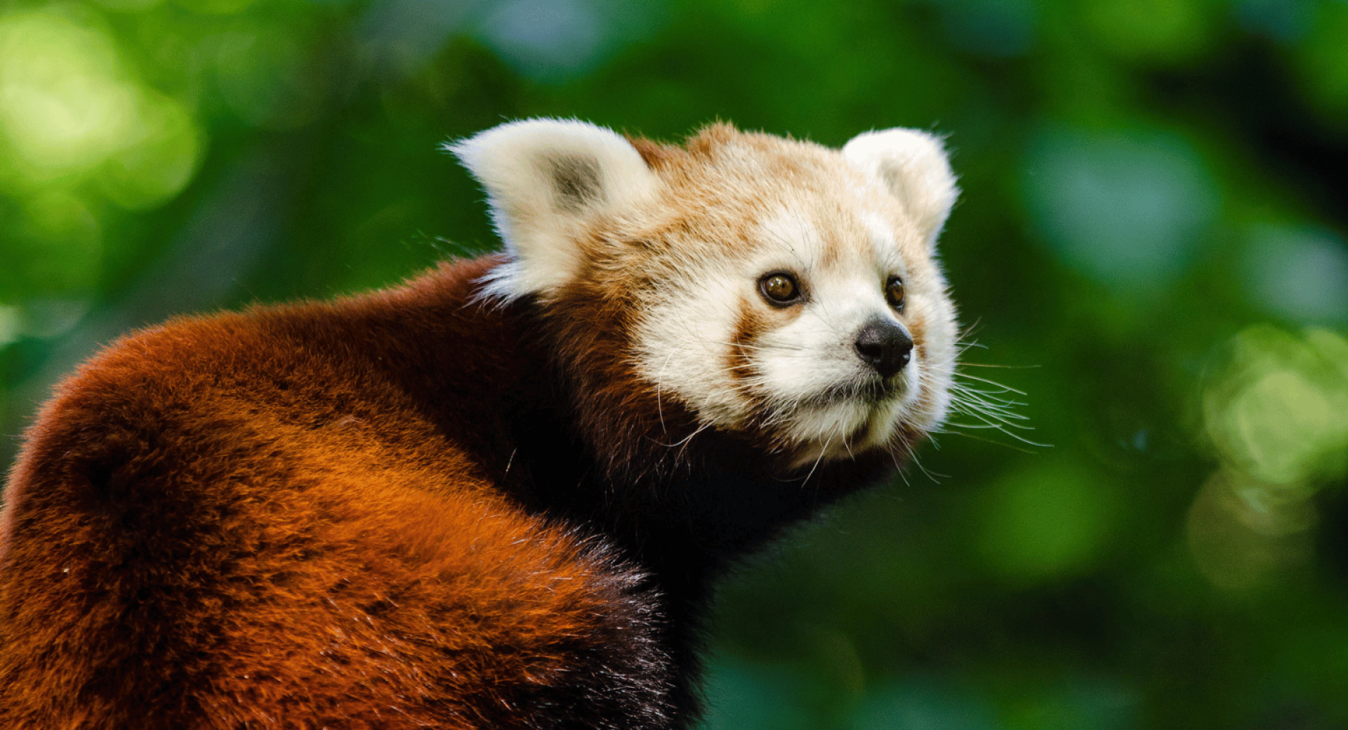 The Heat Is On: How Red Pandas Survive the Summer