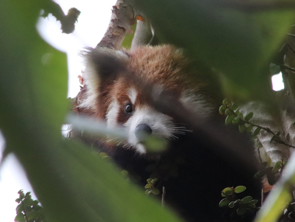 Wild red panda in Taplejung, Nepal. Photographed during RPN ecotrip